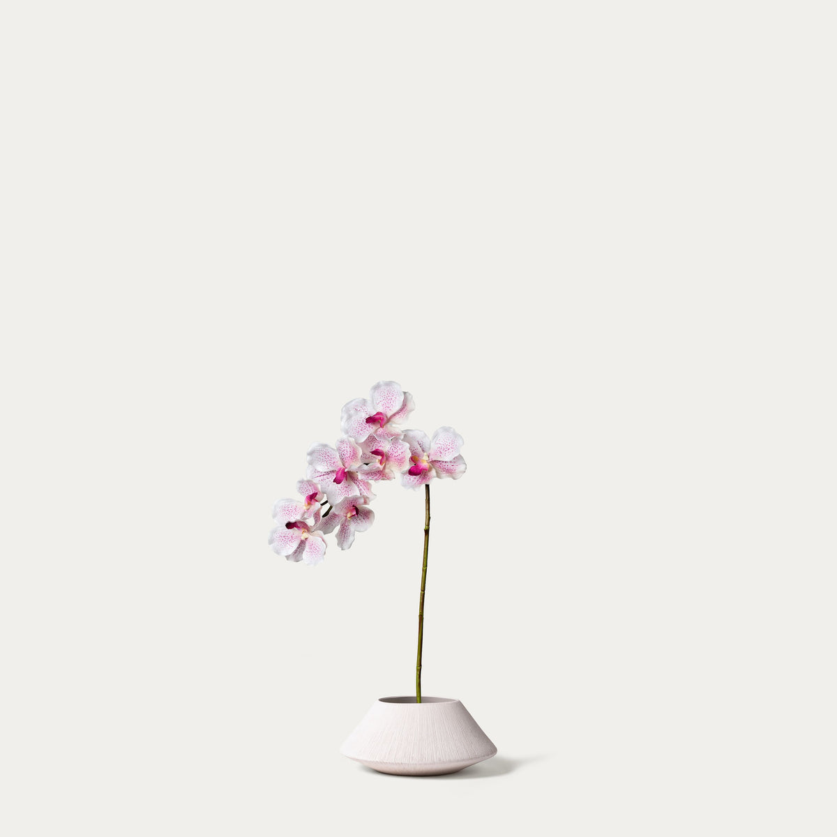 White purple vanda orchid-FLOW-PDP
