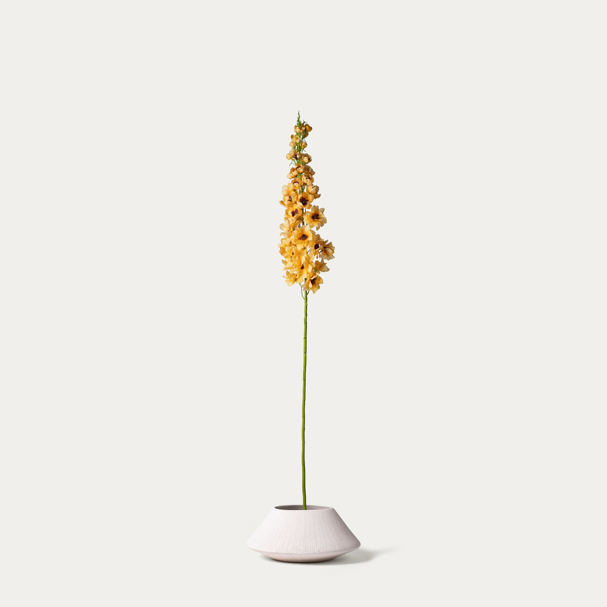 Yellow delphinium-FLOW-PDP