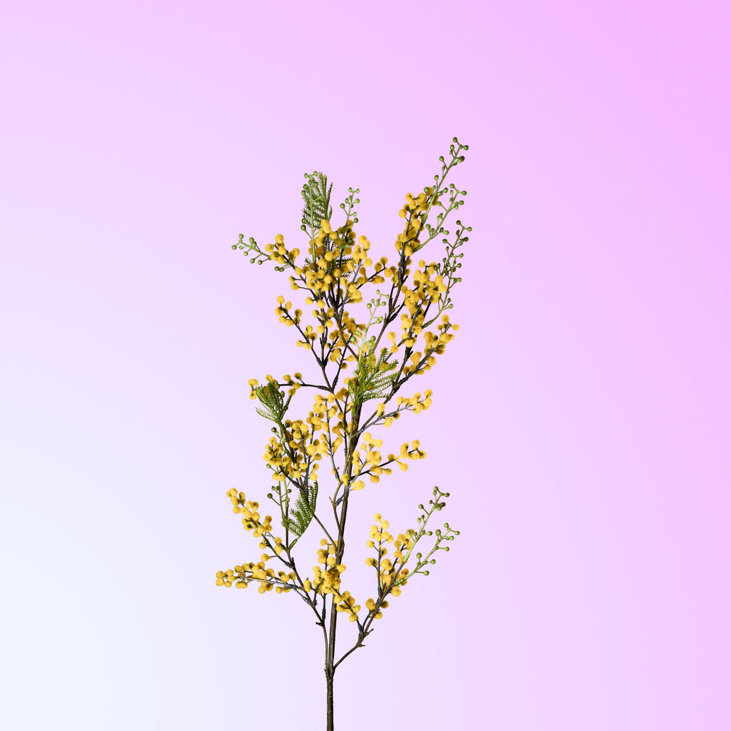 Yellow mimosa-DET-PDP