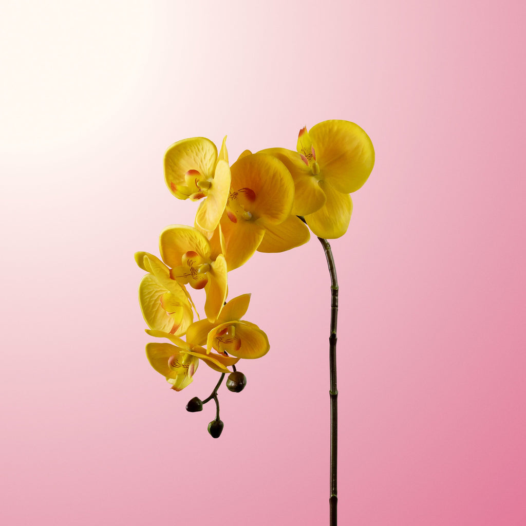 Yellow phalaenopsis orchid-DET-PDP