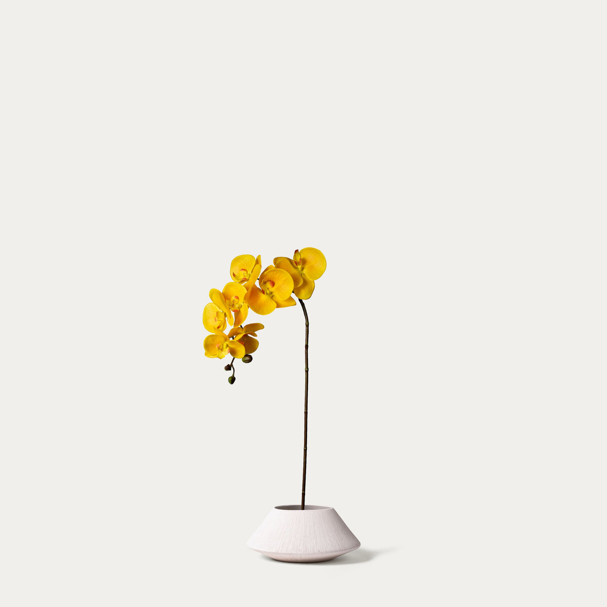 Yellow phalaenopsis orchid-FLOW-PDP