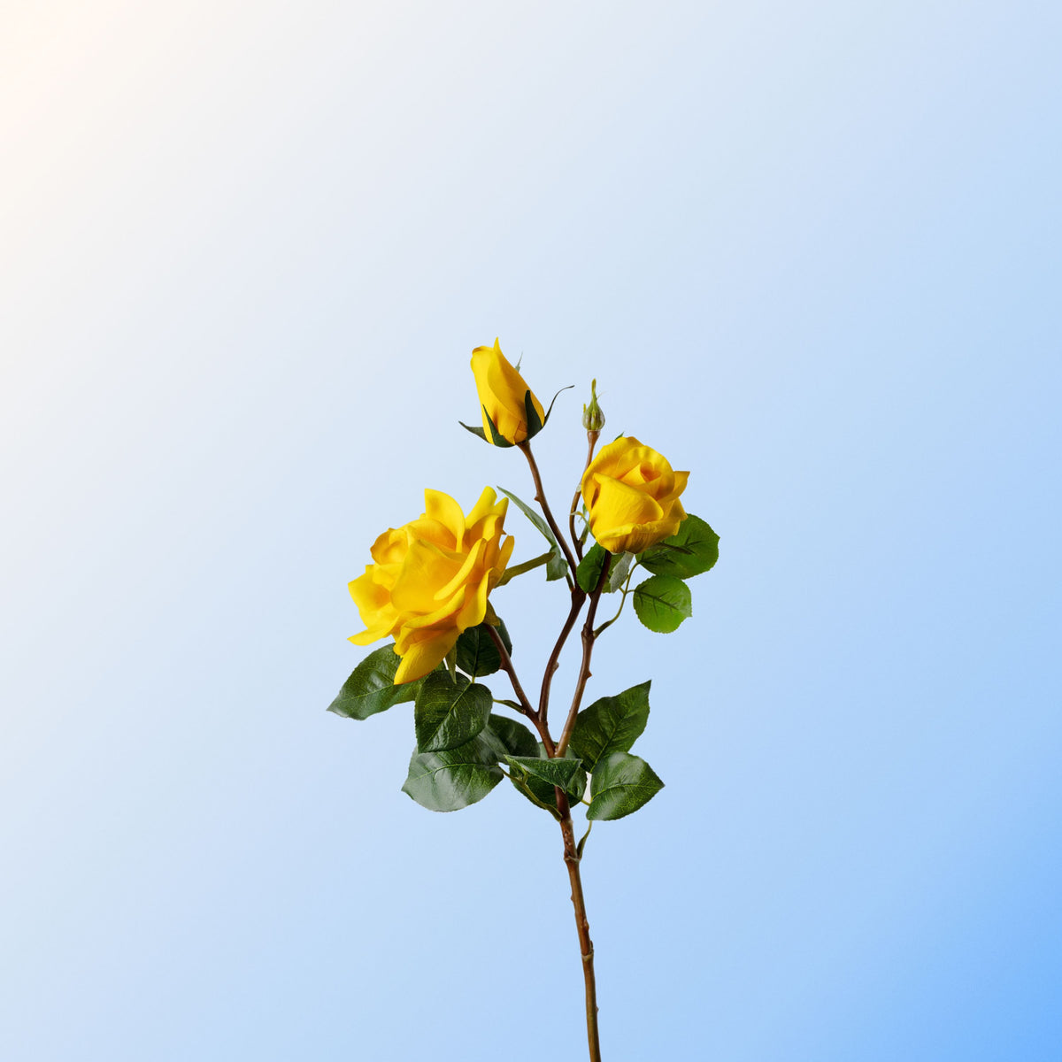 Yellow spray rose-DET-PDP