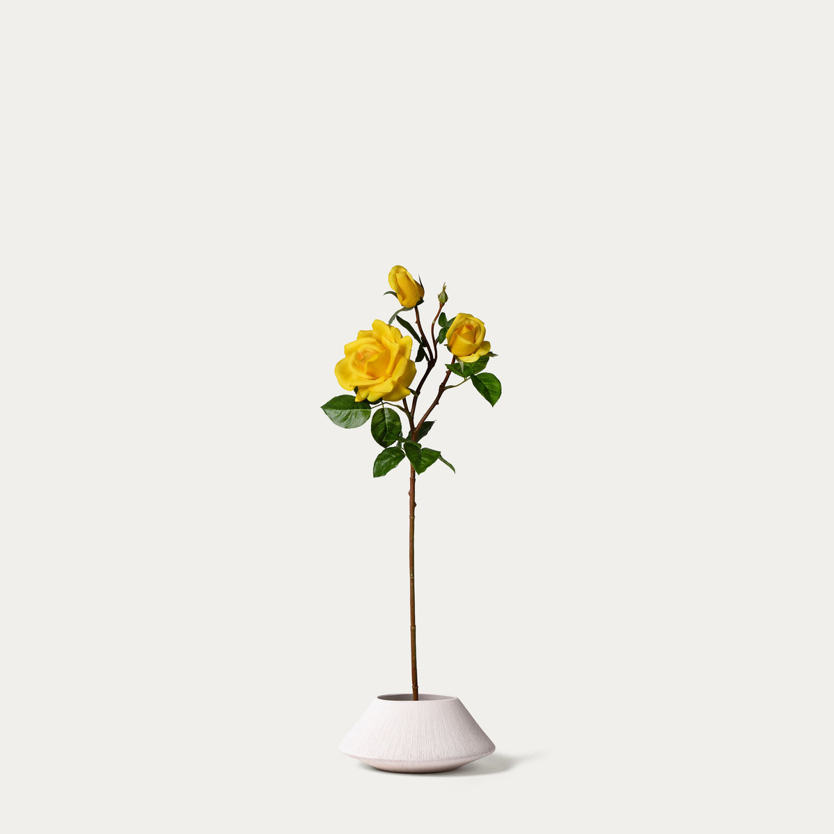 Yellow spray rose-FLOW-PDP