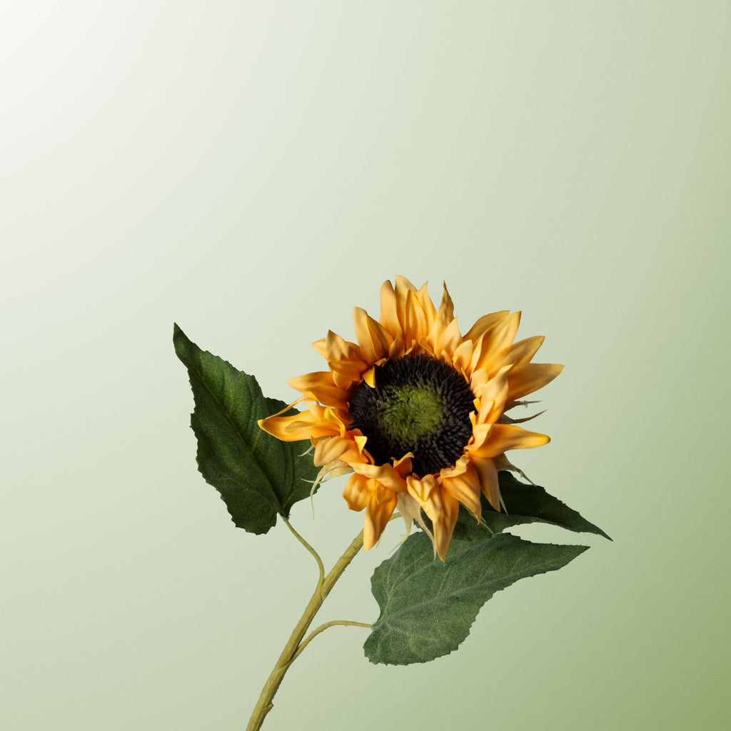 Yellow sunflower-DET-PDP