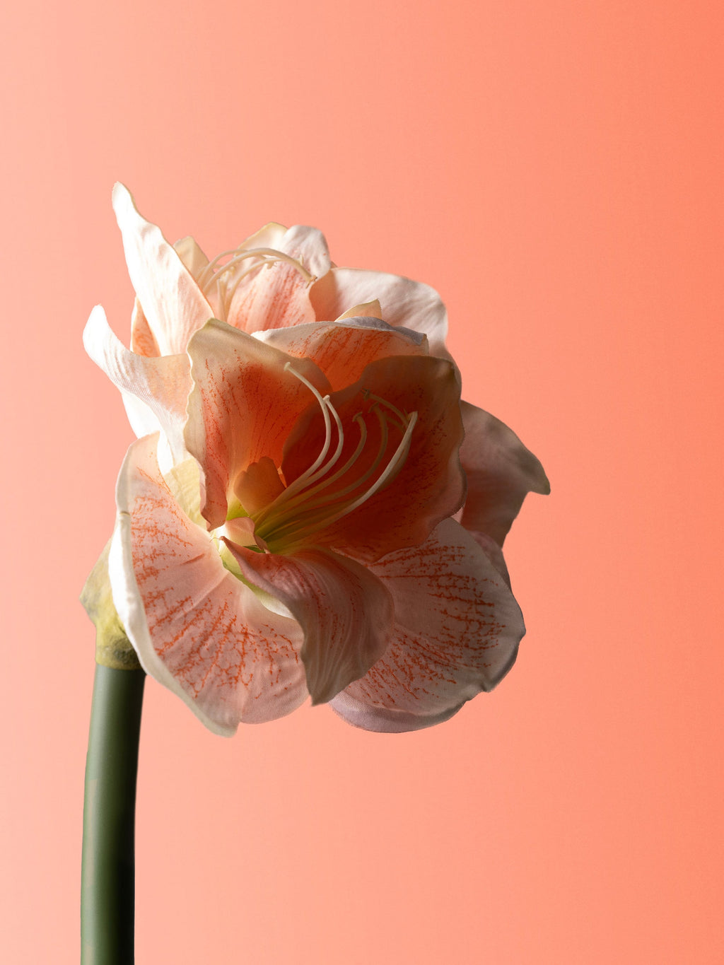 amaryllis-peach-DET-portrait