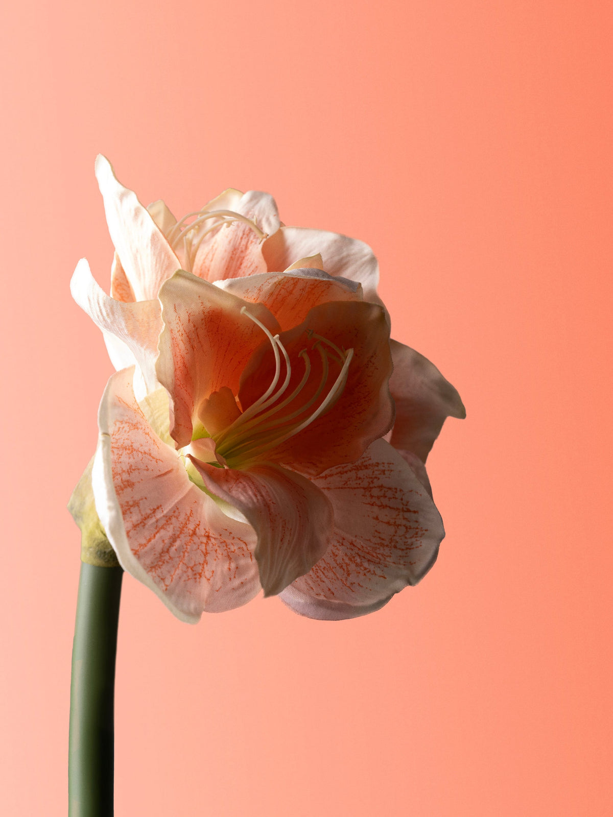 amaryllis-peach-DET-portrait