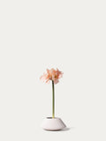 Peach Amaryllis