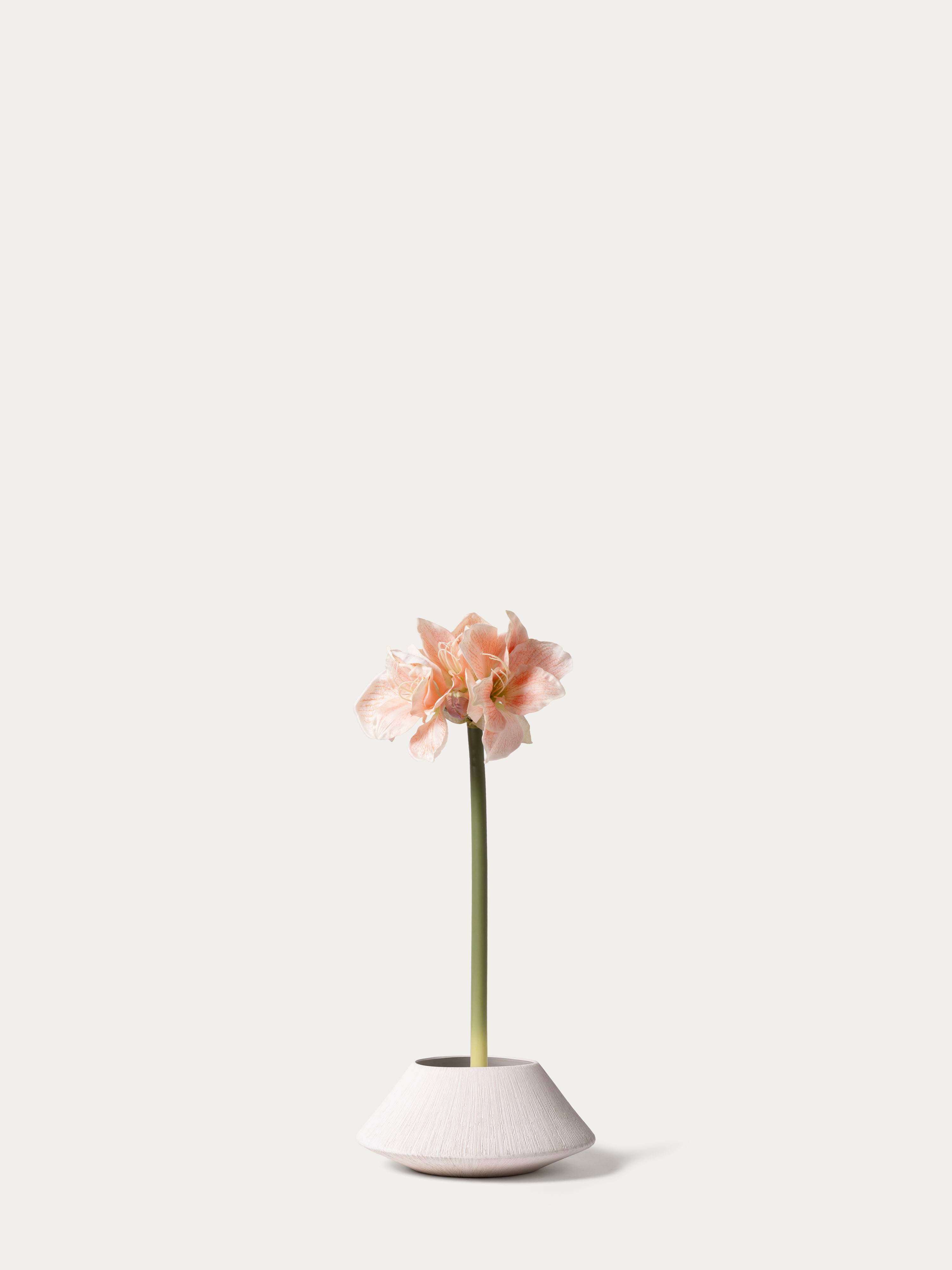 Peach Amaryllis