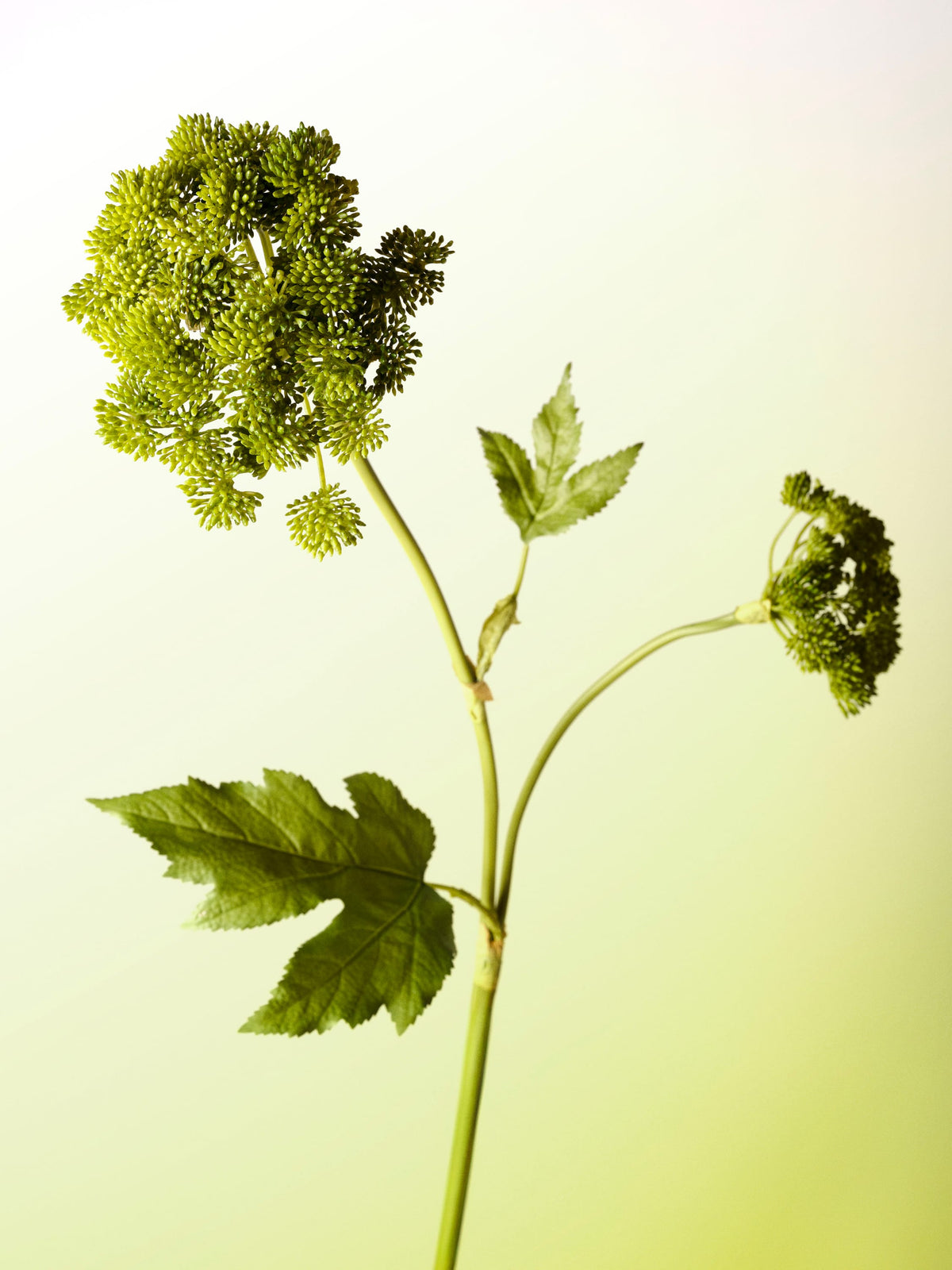 angelica-green-DET-portrait