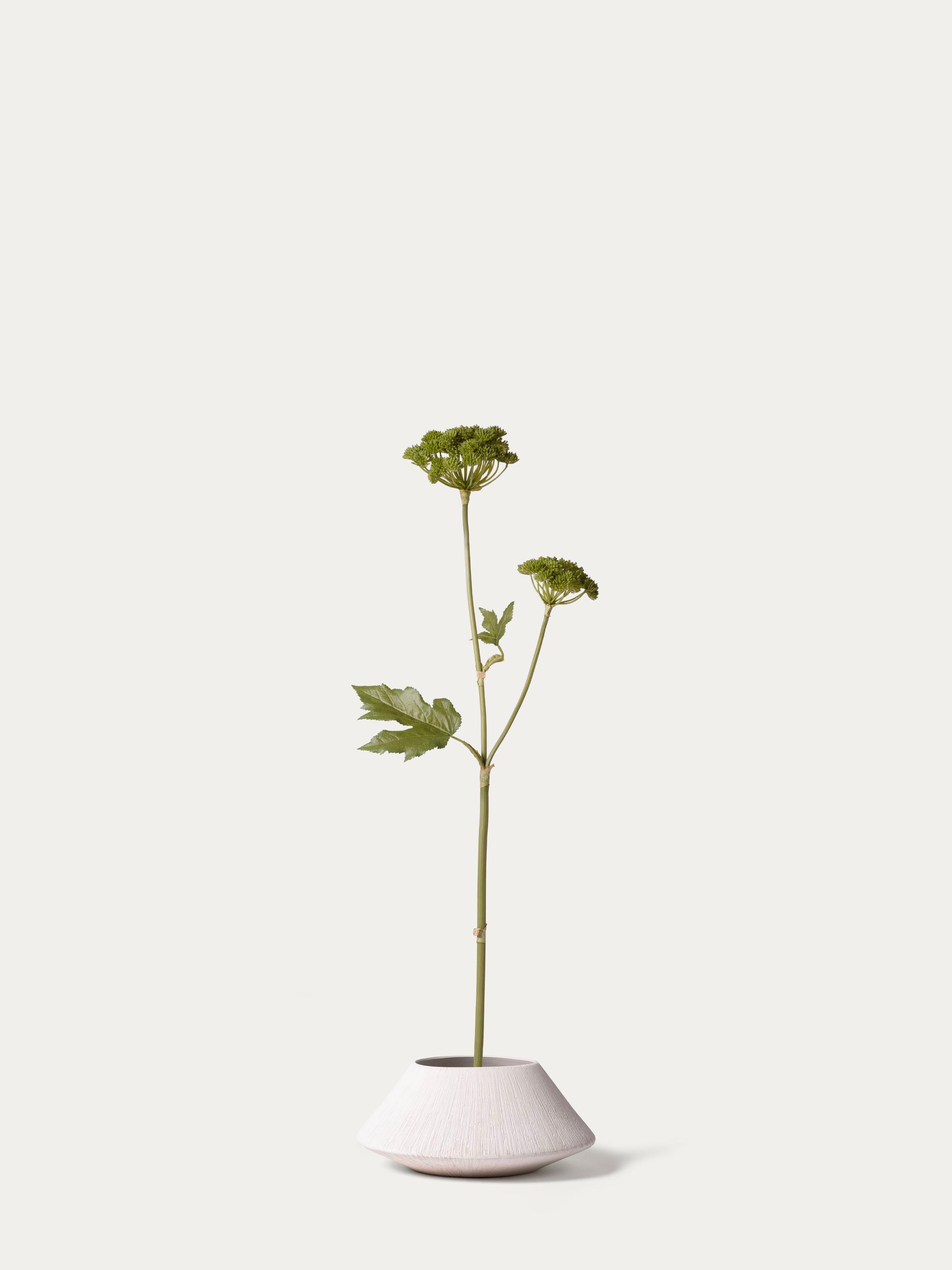 Green Angelica