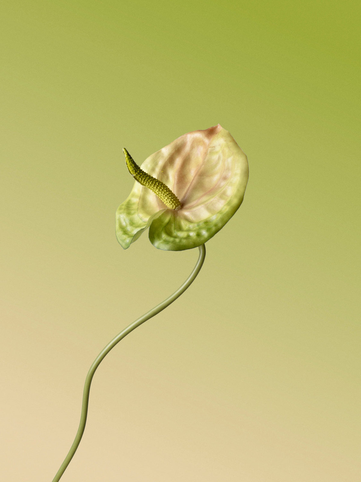 anthurium-green-DET-portrait
