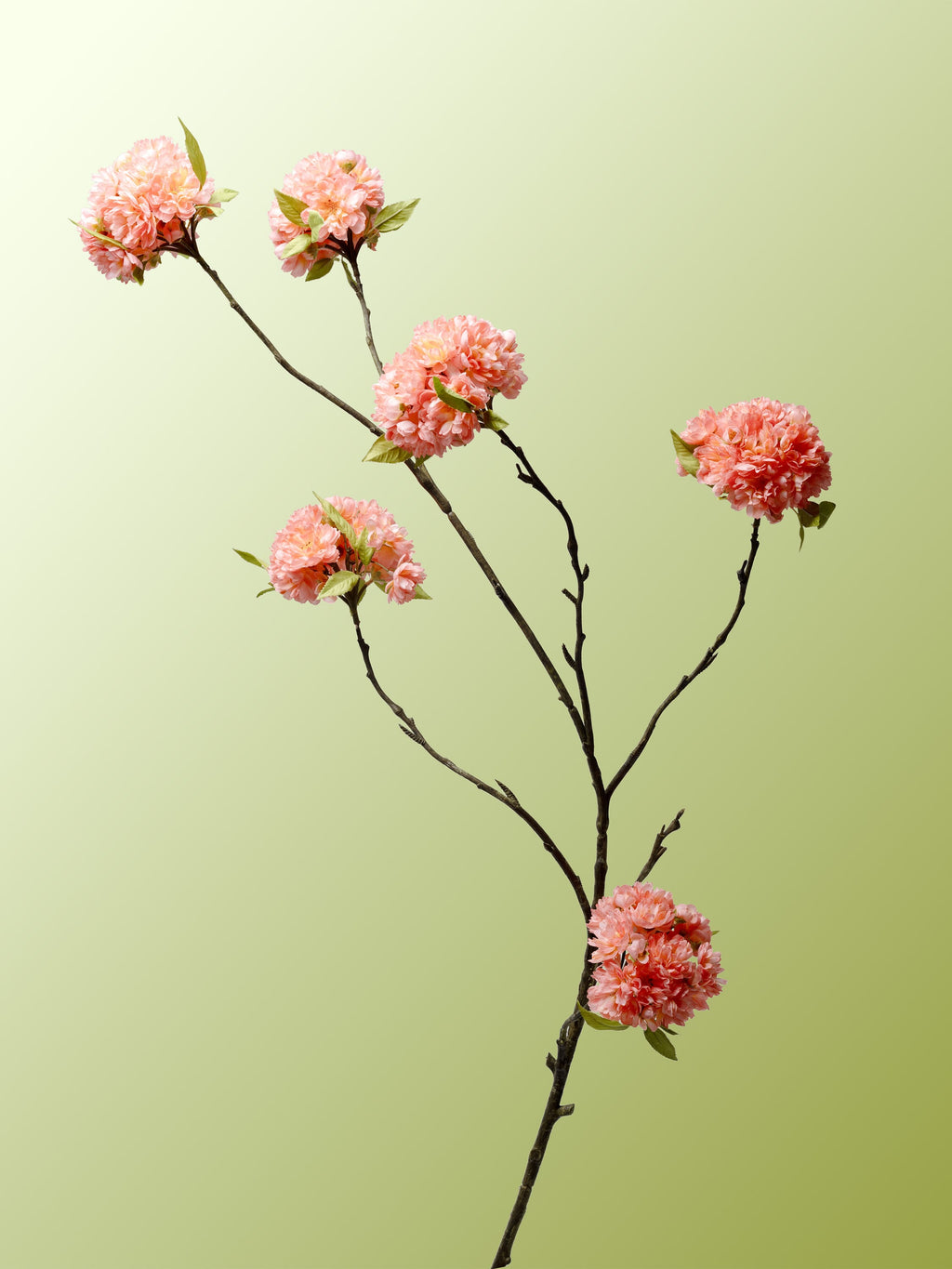 blossom-peach-DET-portrait