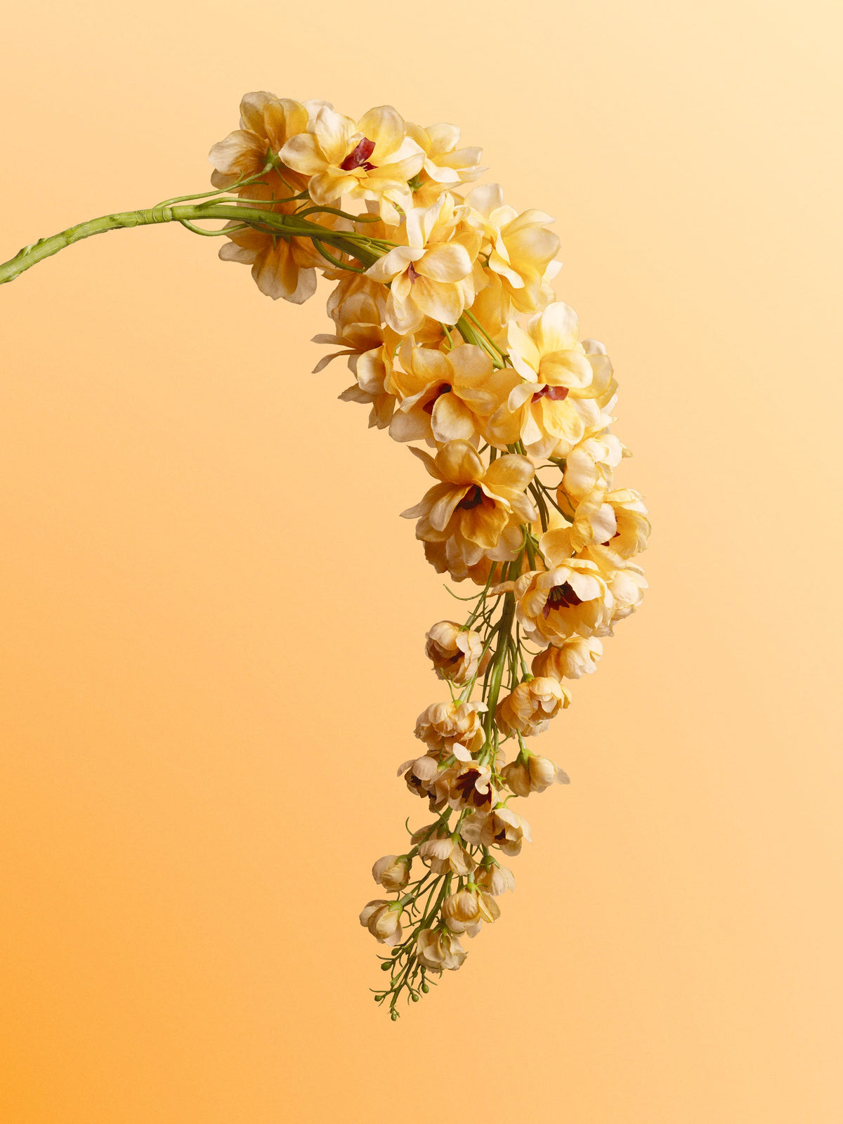 delphinium-yellow-DET-portrait