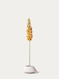 Delphinium