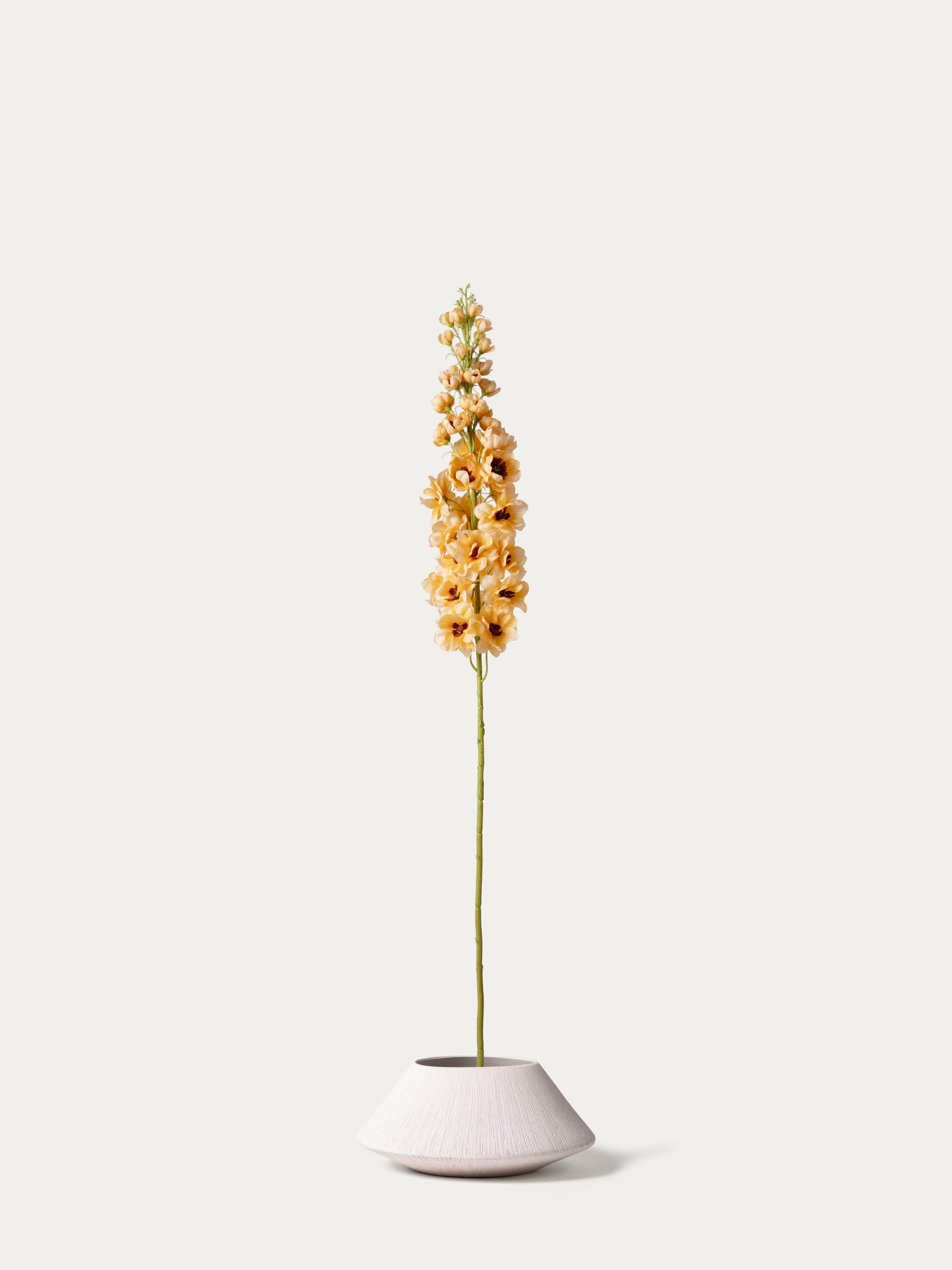 Delphinium