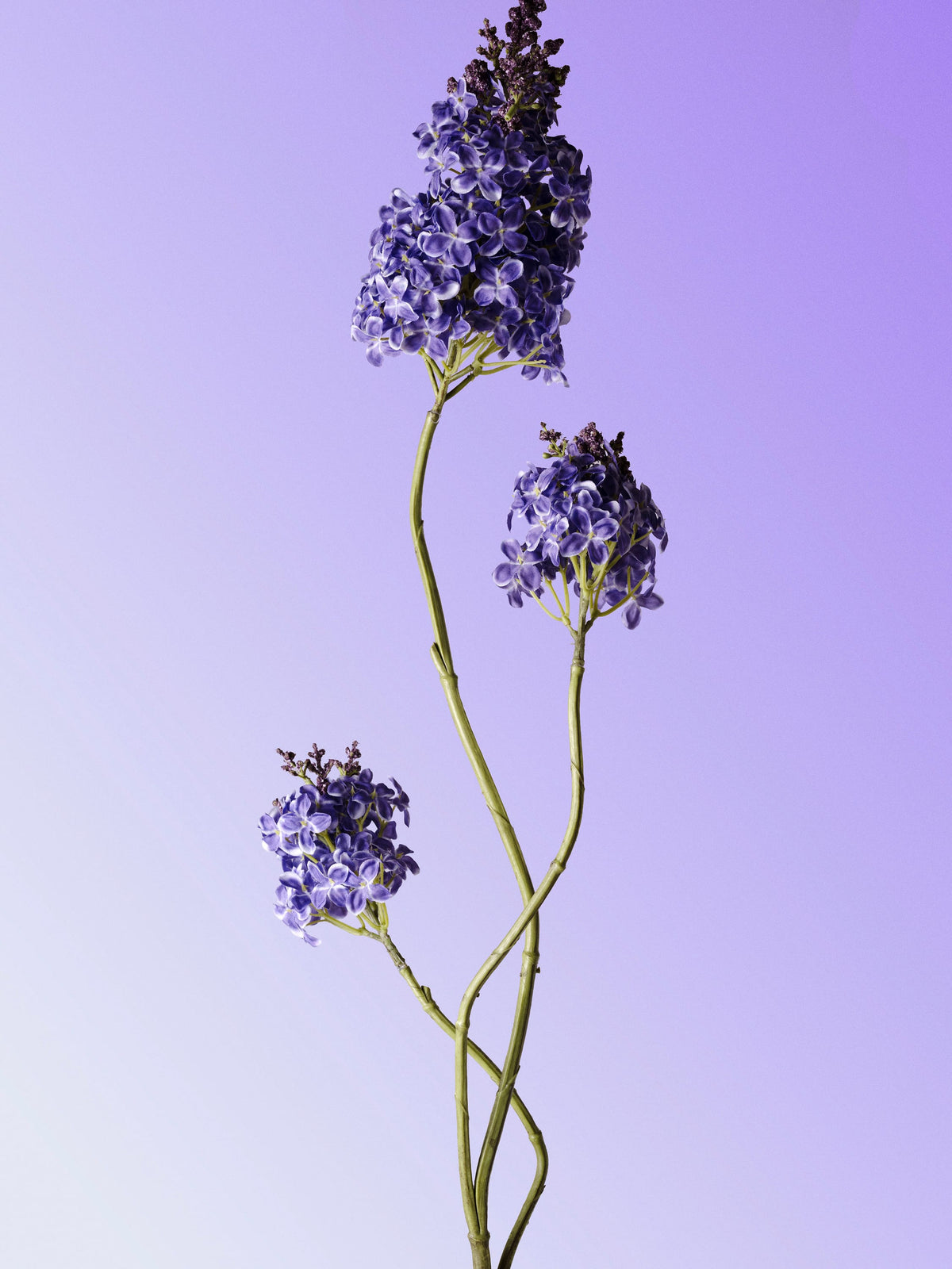 lilac-purple-DET-portrait