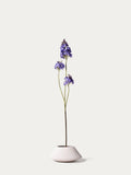 Purple Lilac