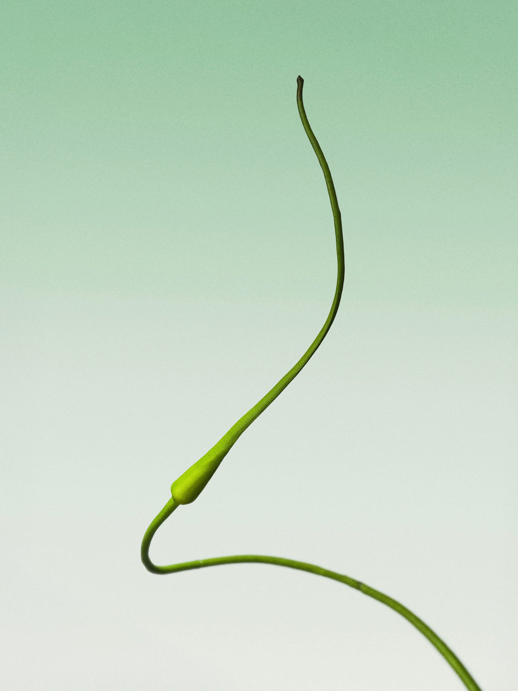 serpent garlic-DET-portrait