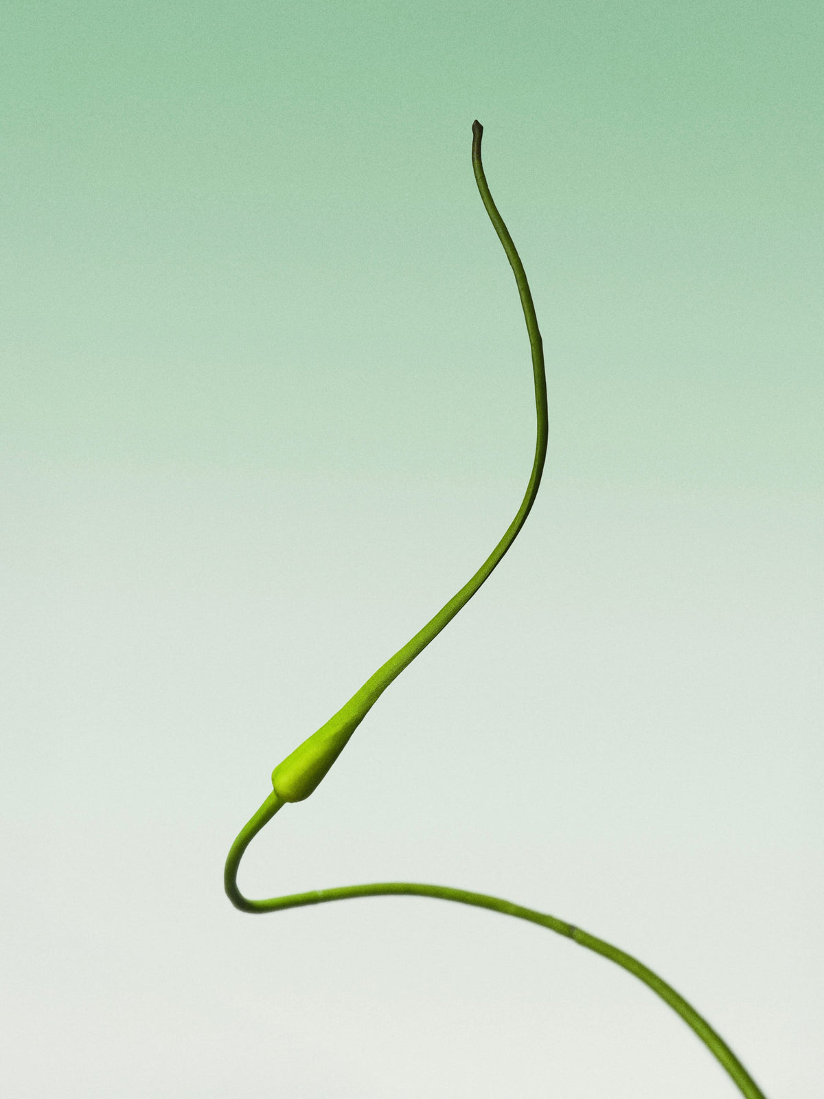 serpent garlic-DET-portrait